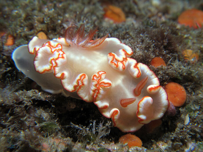 Ardeadoris symmetrica - Gneering Shoal, Australia