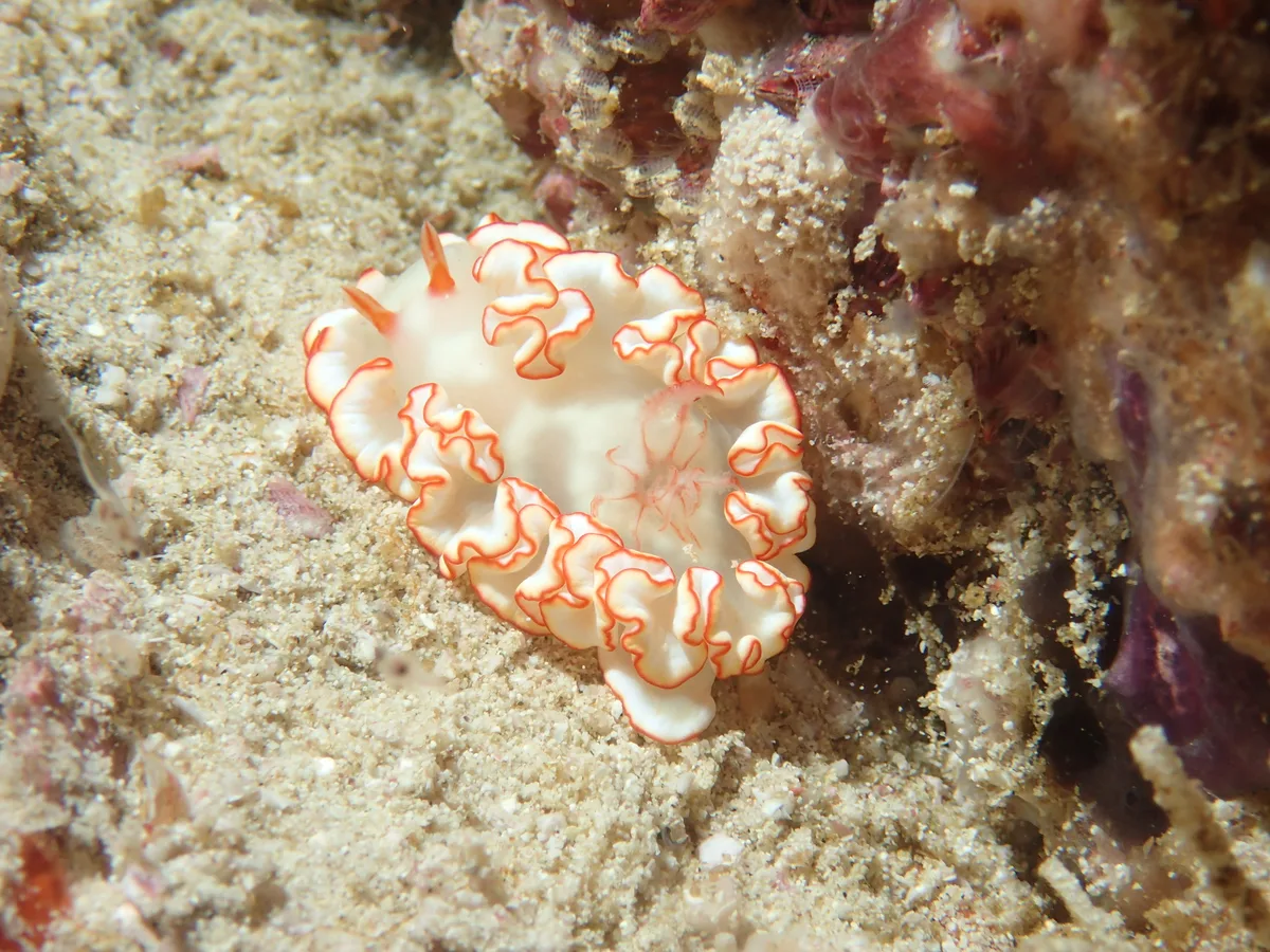 Ardeadoris symmetrica - Jazirat Al Hallaniyyah, Oman