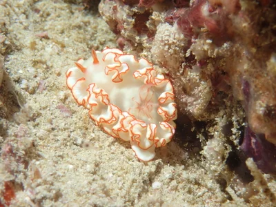 Ardeadoris symmetrica - Jazirat Al Hallaniyyah, Oman