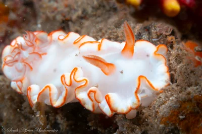 Ardeadoris symmetrica - eThekwini, ZA-NL, ZA