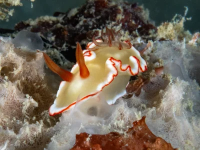 Ardeadoris symmetrica - Apra Outer Harbor, Piti, Guam, US