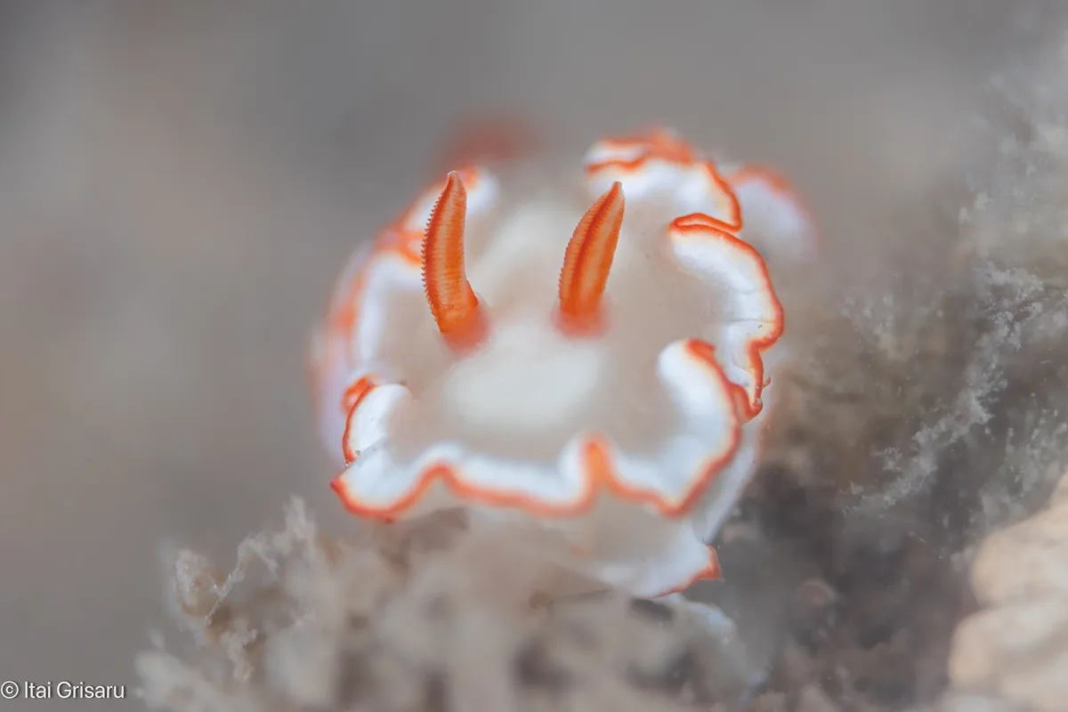 Ardeadoris symmetrica - Antsiranana, MG