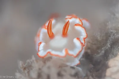 Ardeadoris symmetrica - Antsiranana, MG