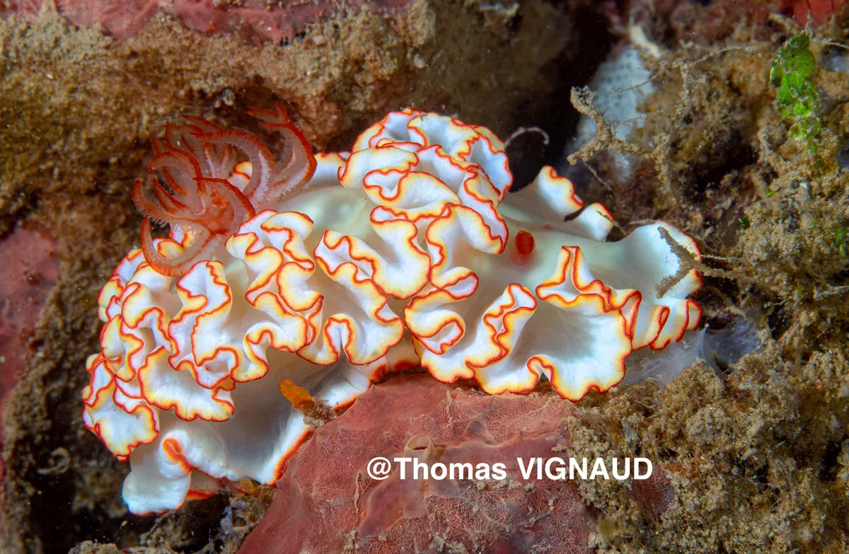 Ardeadoris symmetrica - Boueni, YT
