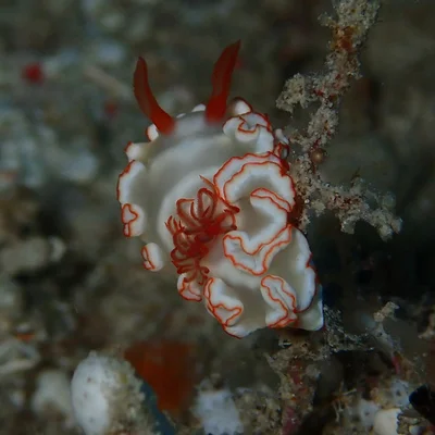 Ardeadoris symmetrica - Matemwe, Tanzania