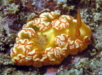 Ardeadoris symmetrica - Enewetak Atoll, RMI