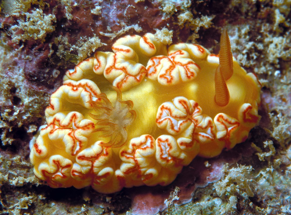 Ardeadoris symmetrica - Enewetak Atoll, RMI