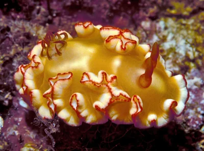 Ardeadoris symmetrica - Enewetak Atoll, RMI