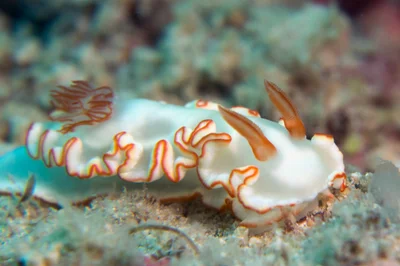 Ardeadoris symmetrica - Lungalunga, KE-KW, KE