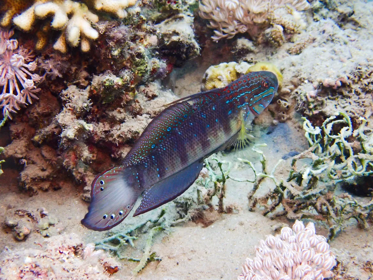Tailspot goby