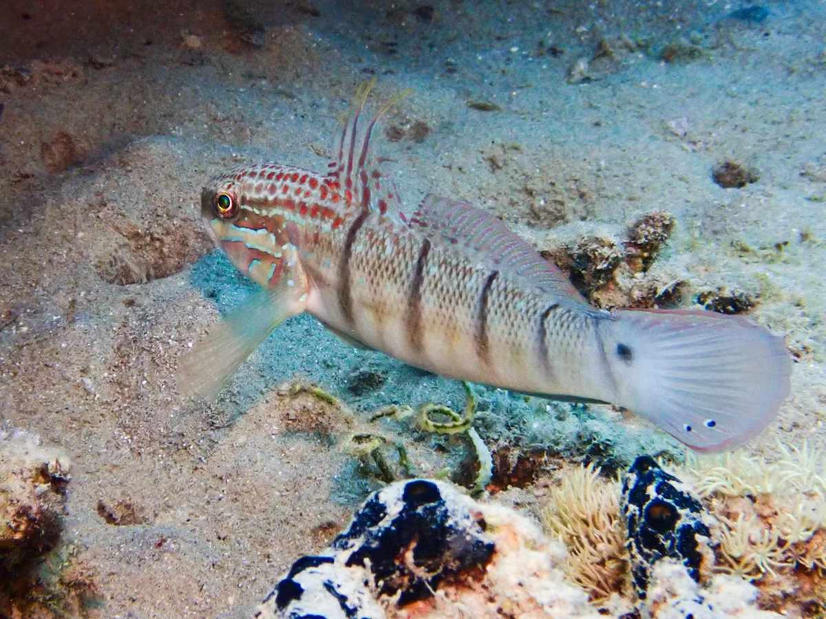 Tailspot goby