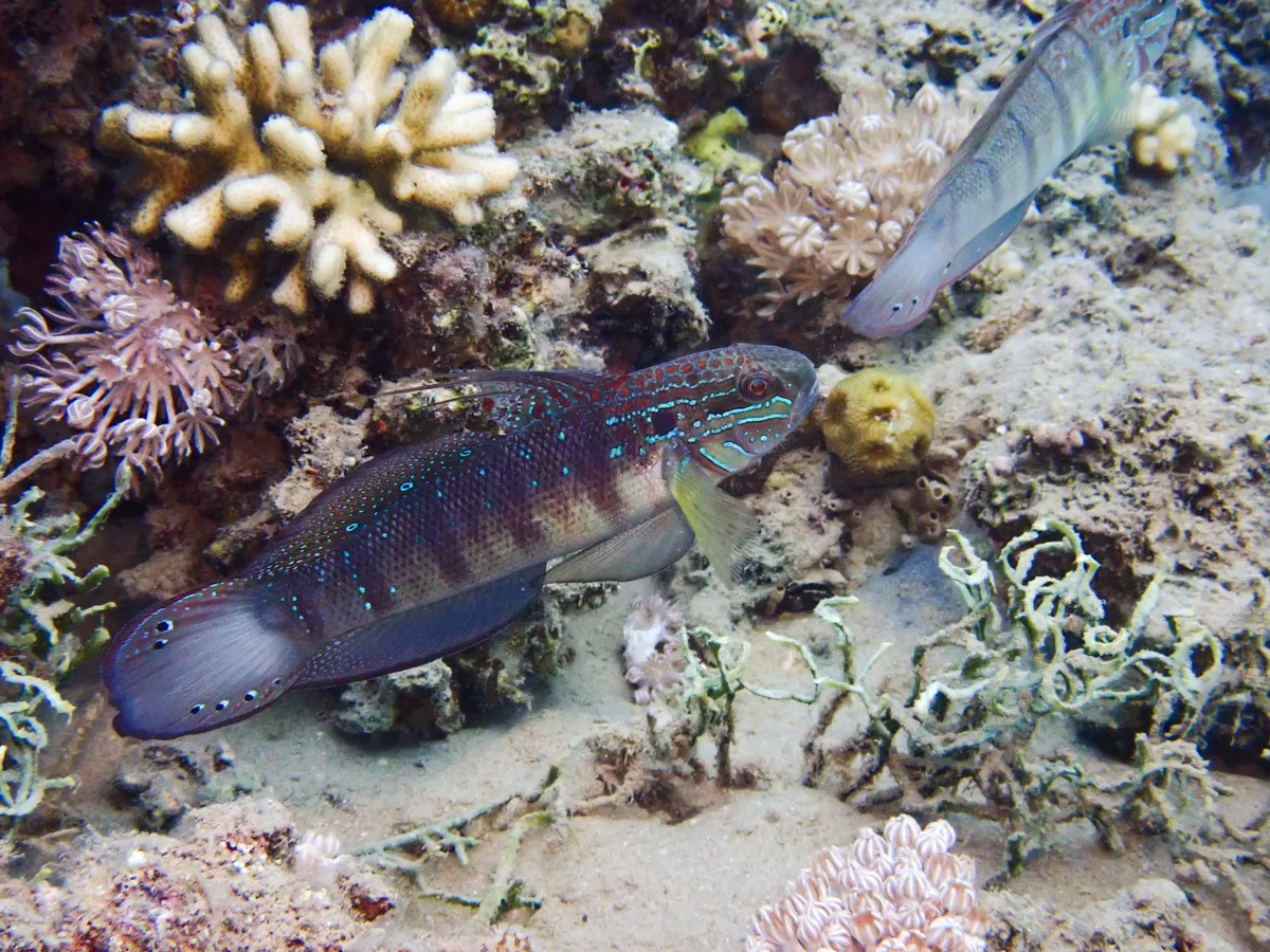 Tailspot goby