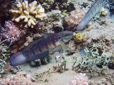 Tailspot goby