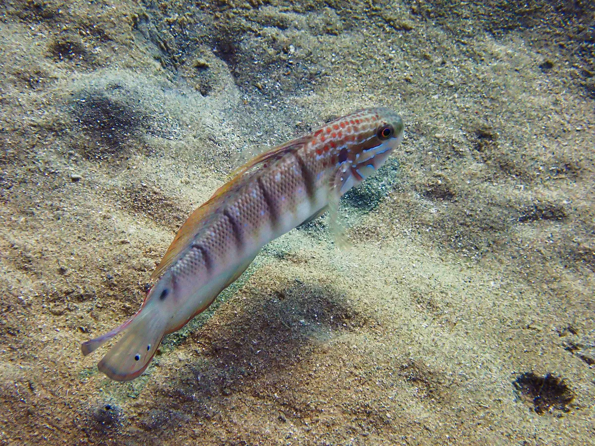 Tailspot goby