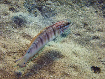 Tailspot goby