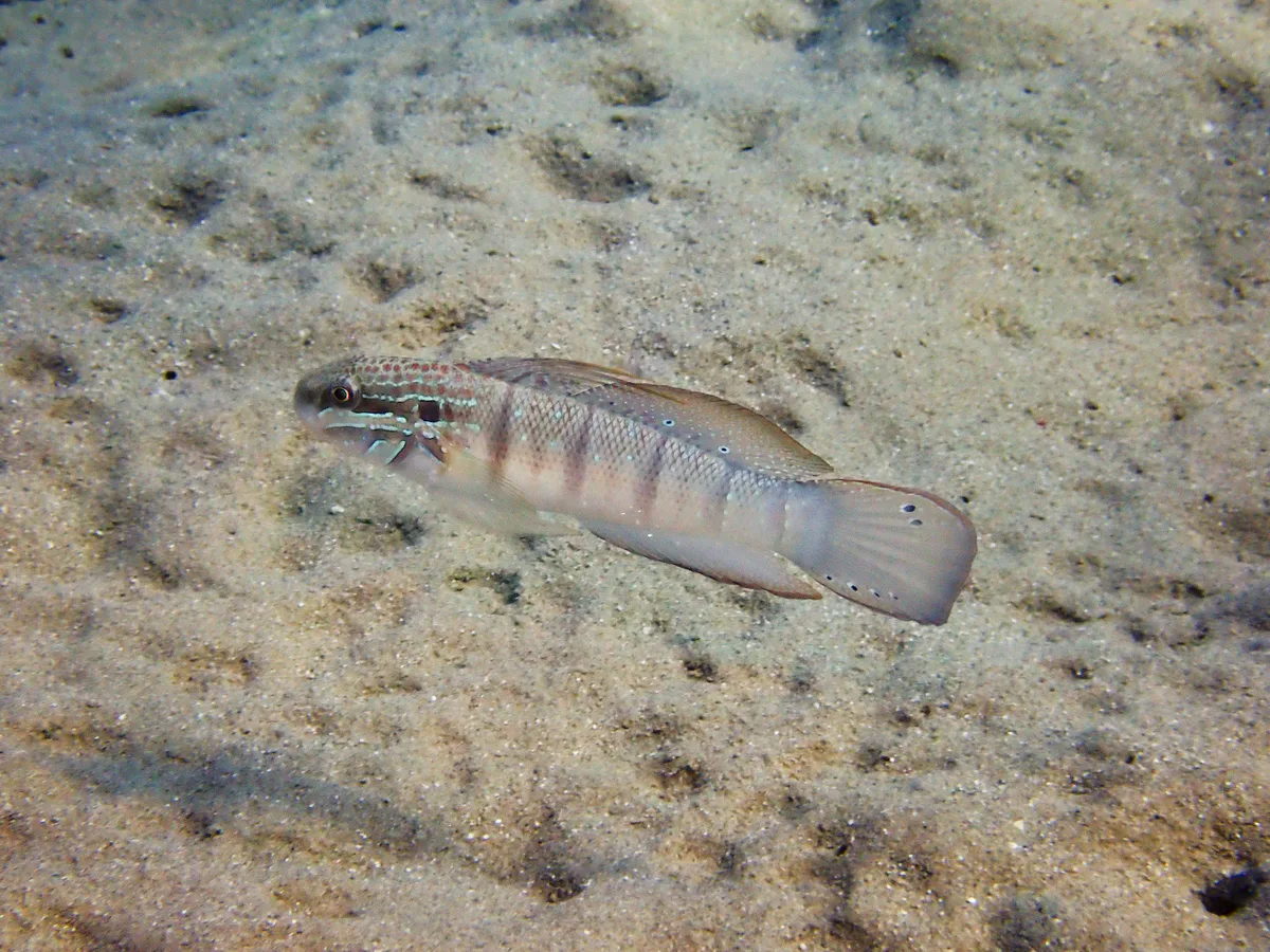 Tailspot goby