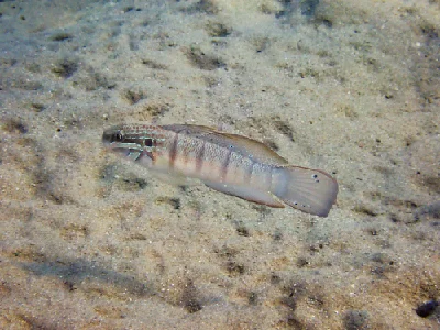 Tailspot goby
