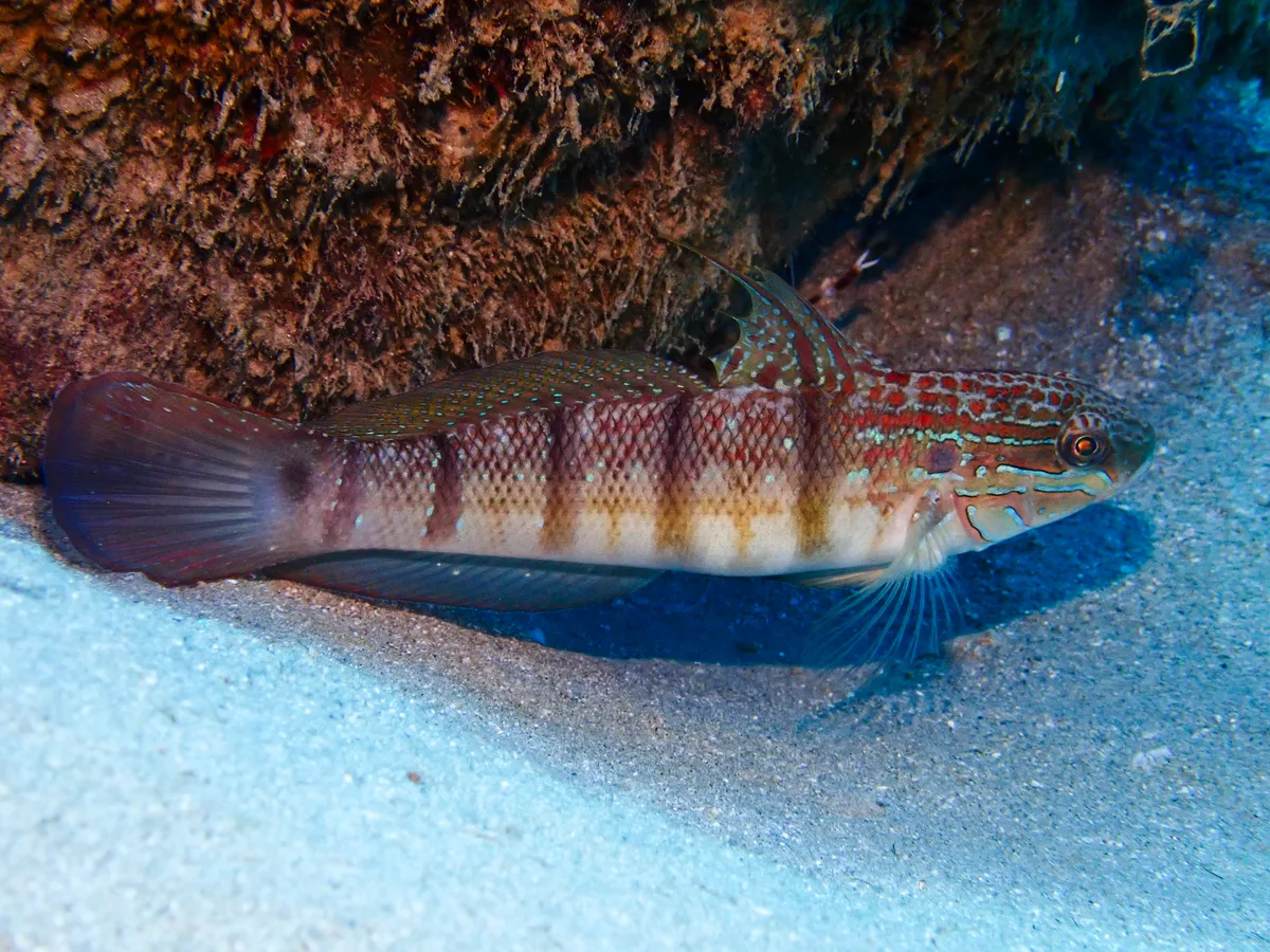 Tailspot goby