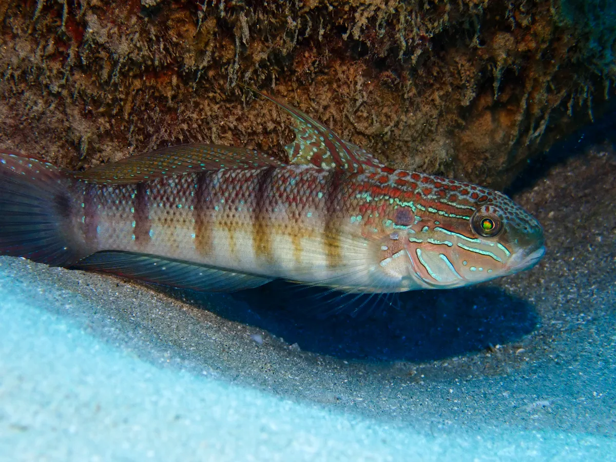 Tailspot goby
