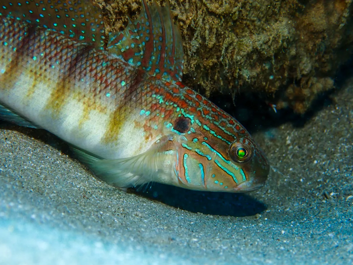 Tailspot goby