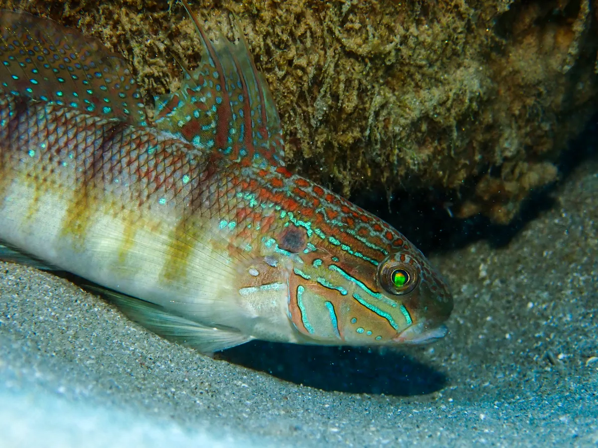 Tailspot goby