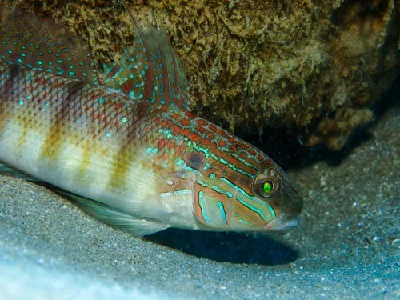 Tailspot goby