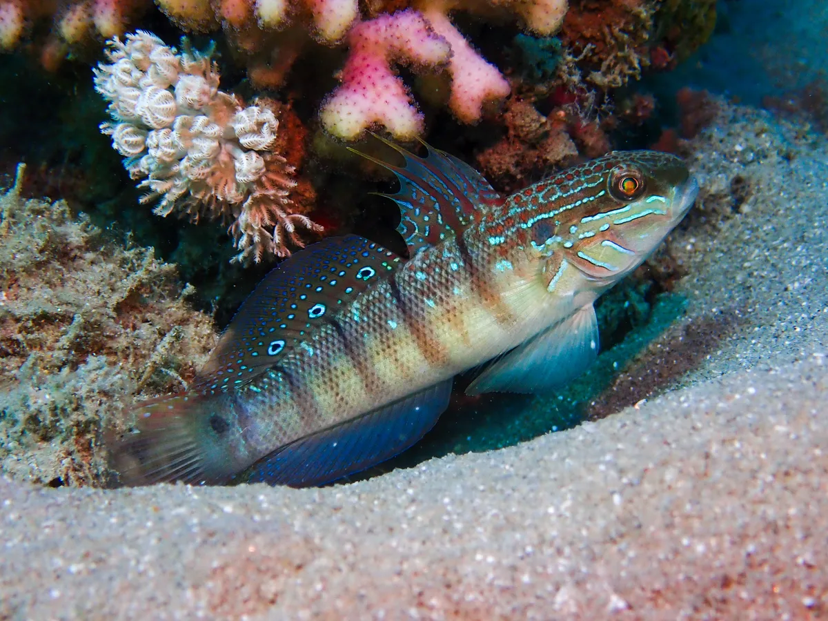 Tailspot Goby