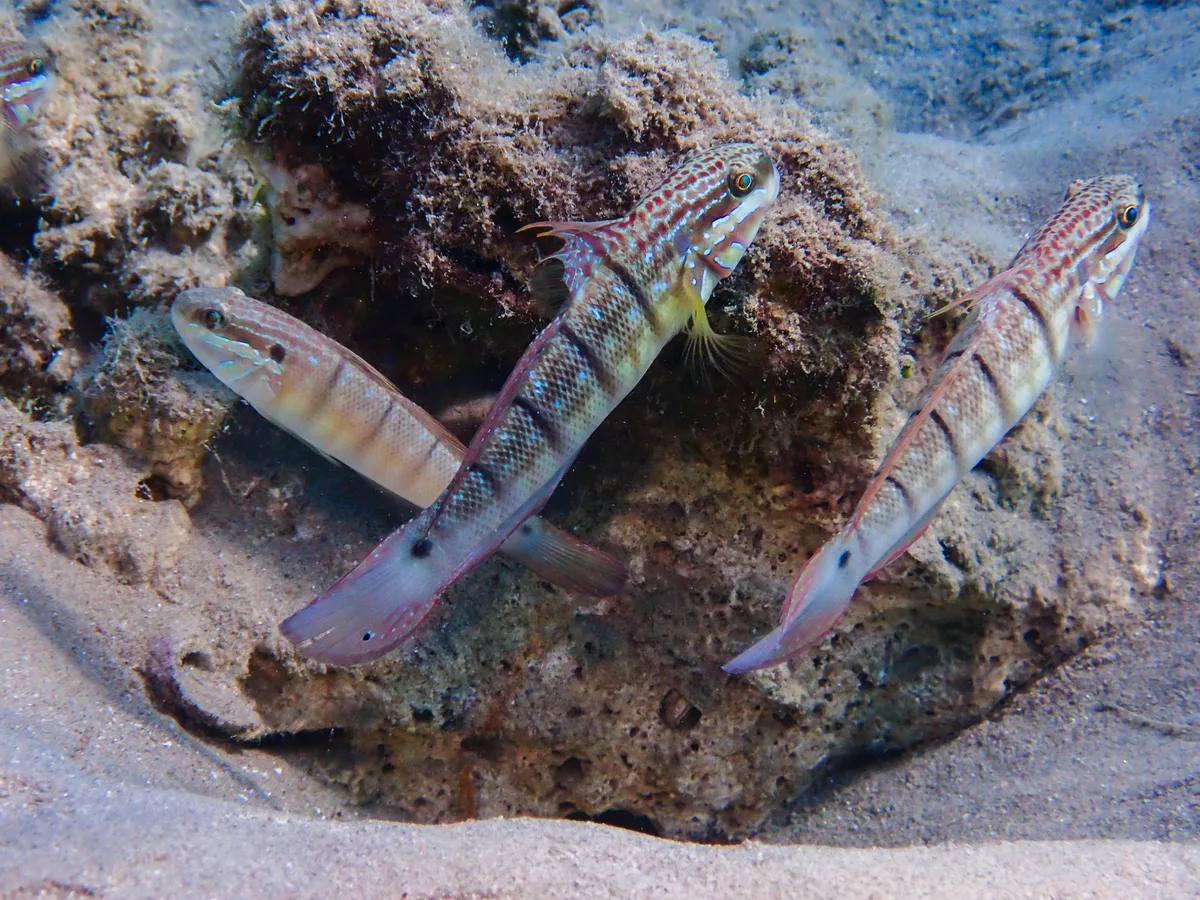 Tailspot Goby