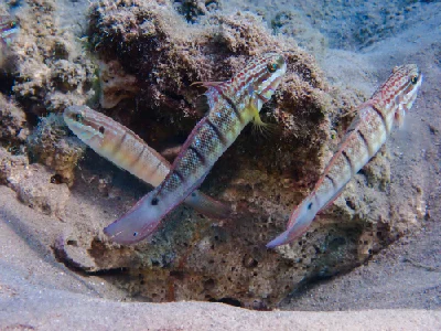 Tailspot Goby