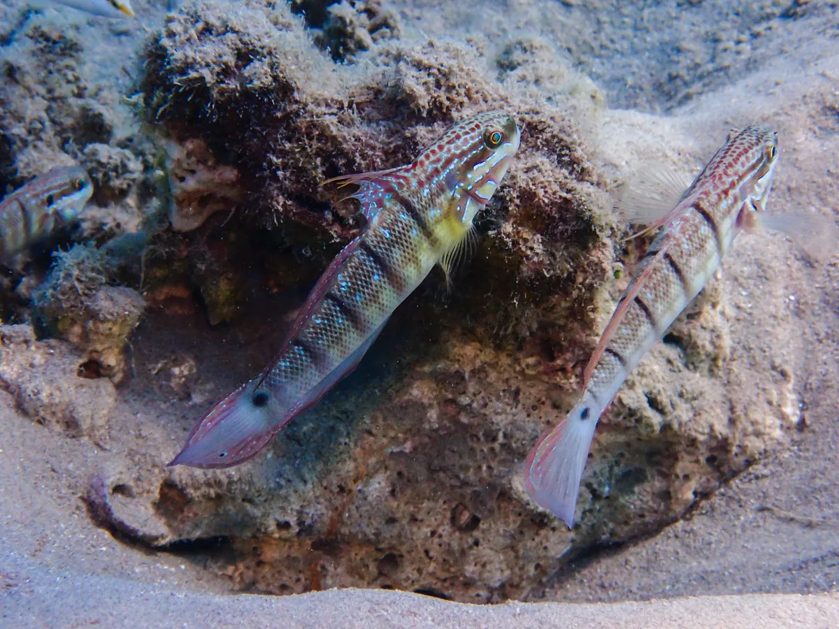 Tailspot Goby