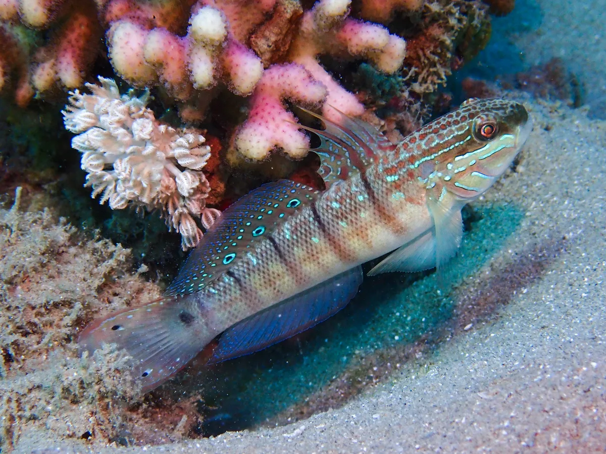 Tailspot Goby