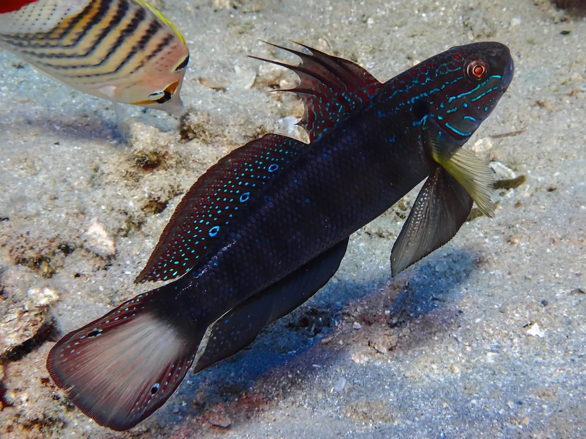 Tailspot Goby