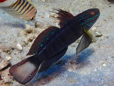 Tailspot Goby
