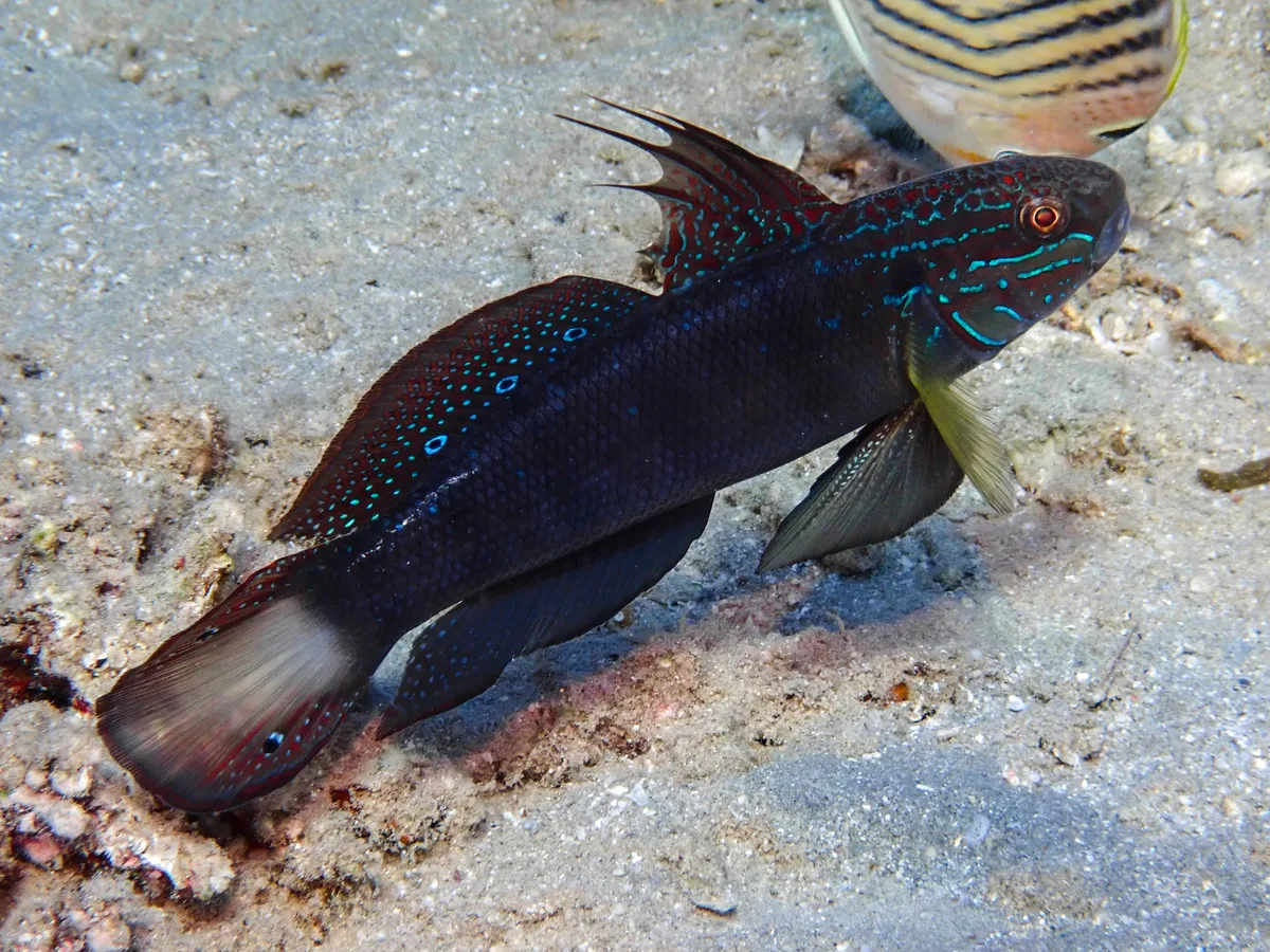 Tailspot Goby