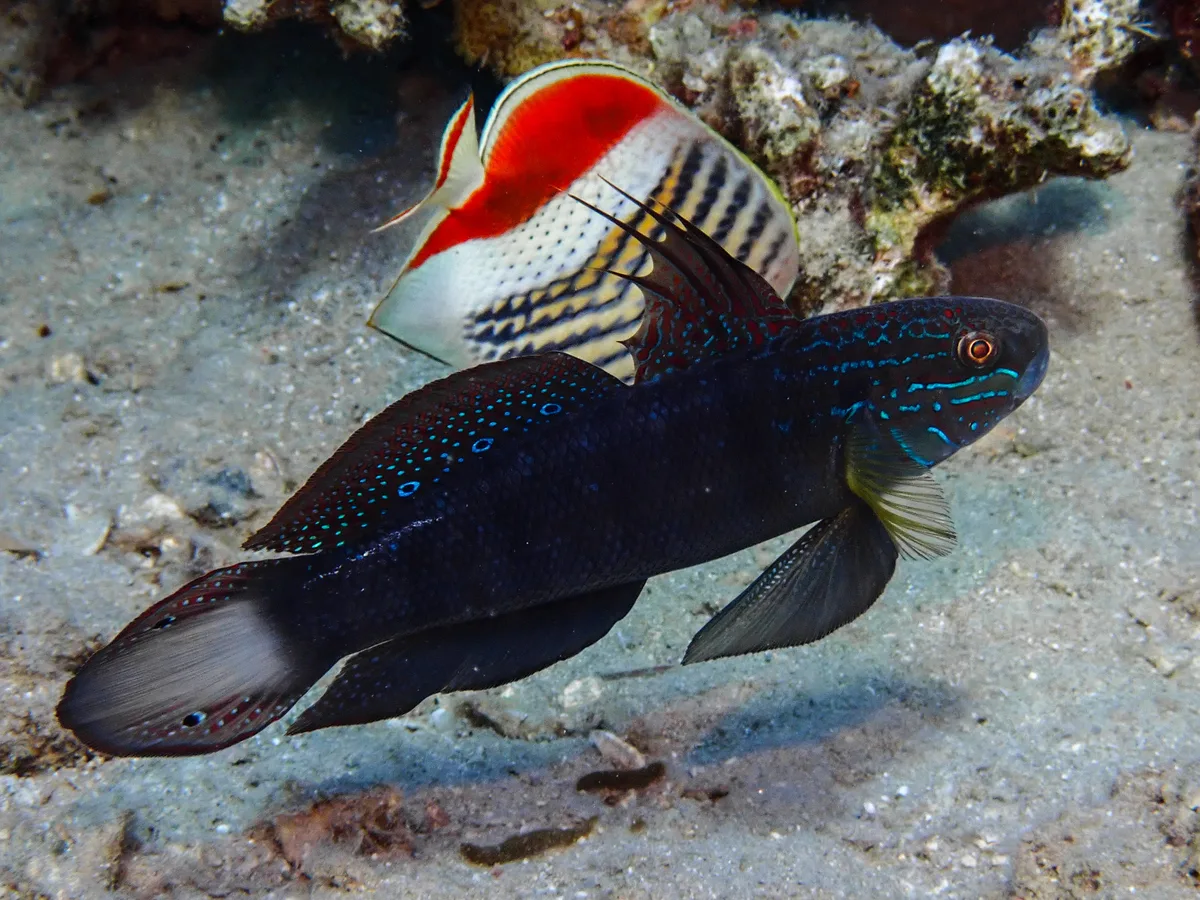 Tailspot Goby