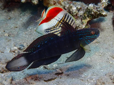 Tailspot Goby