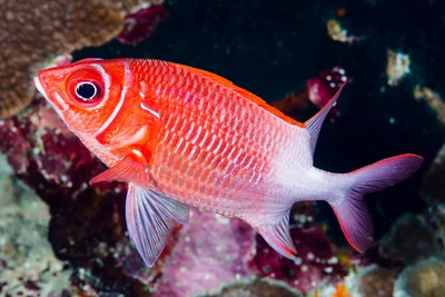 Tailspot squirrelfish - Sargocentron caudimaculatum