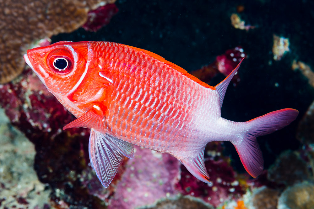 Tailspot squirrelfish - Sargocentron caudimaculatum