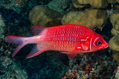 Tailspot squirrelfish - Sargocentron caudimaculatum