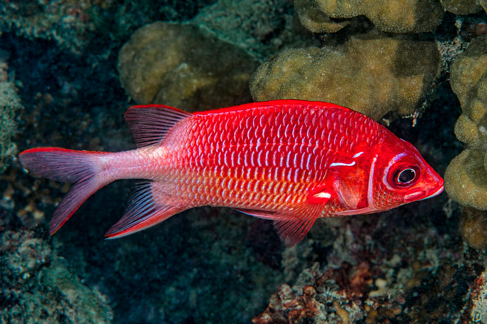 Tailspot squirrelfish - Sargocentron caudimaculatum