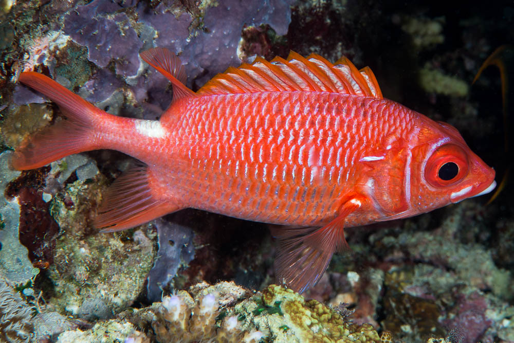 Tailspot squirrelfish - Sargocentron caudimaculatum