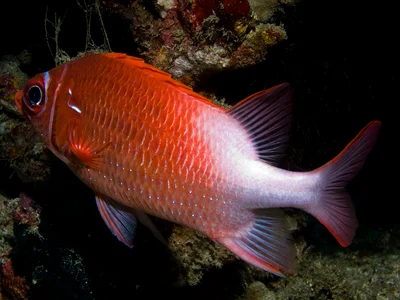 Sargocentron caudimaculatum
