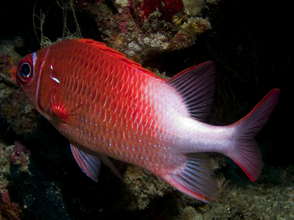 Sargocentron caudimaculatum