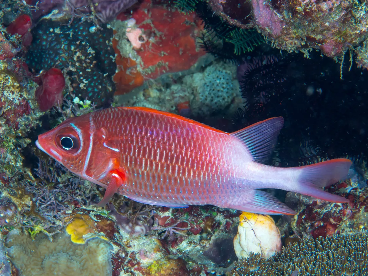 Tailspot squirrelfish (Sargocentron caudimaculatum)