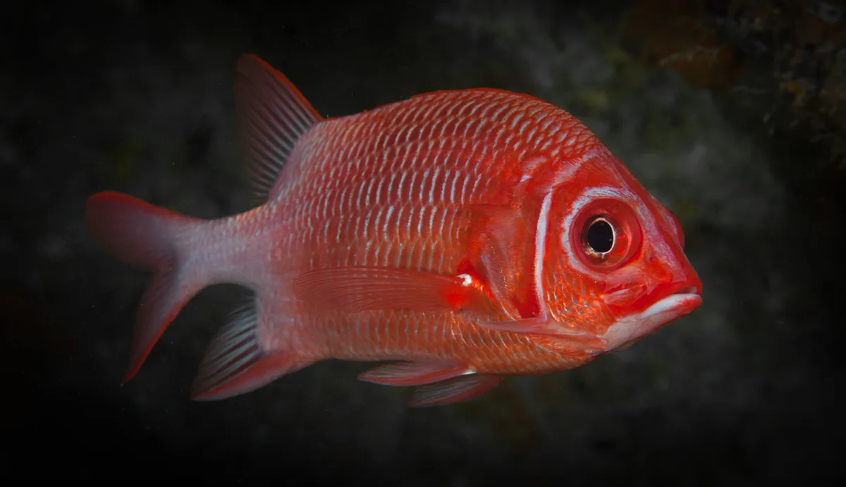 Squirrelfish (Sargocentron caudimaculatus)