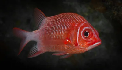 Squirrelfish (Sargocentron caudimaculatus)