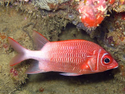 White-tail Squirrelfish