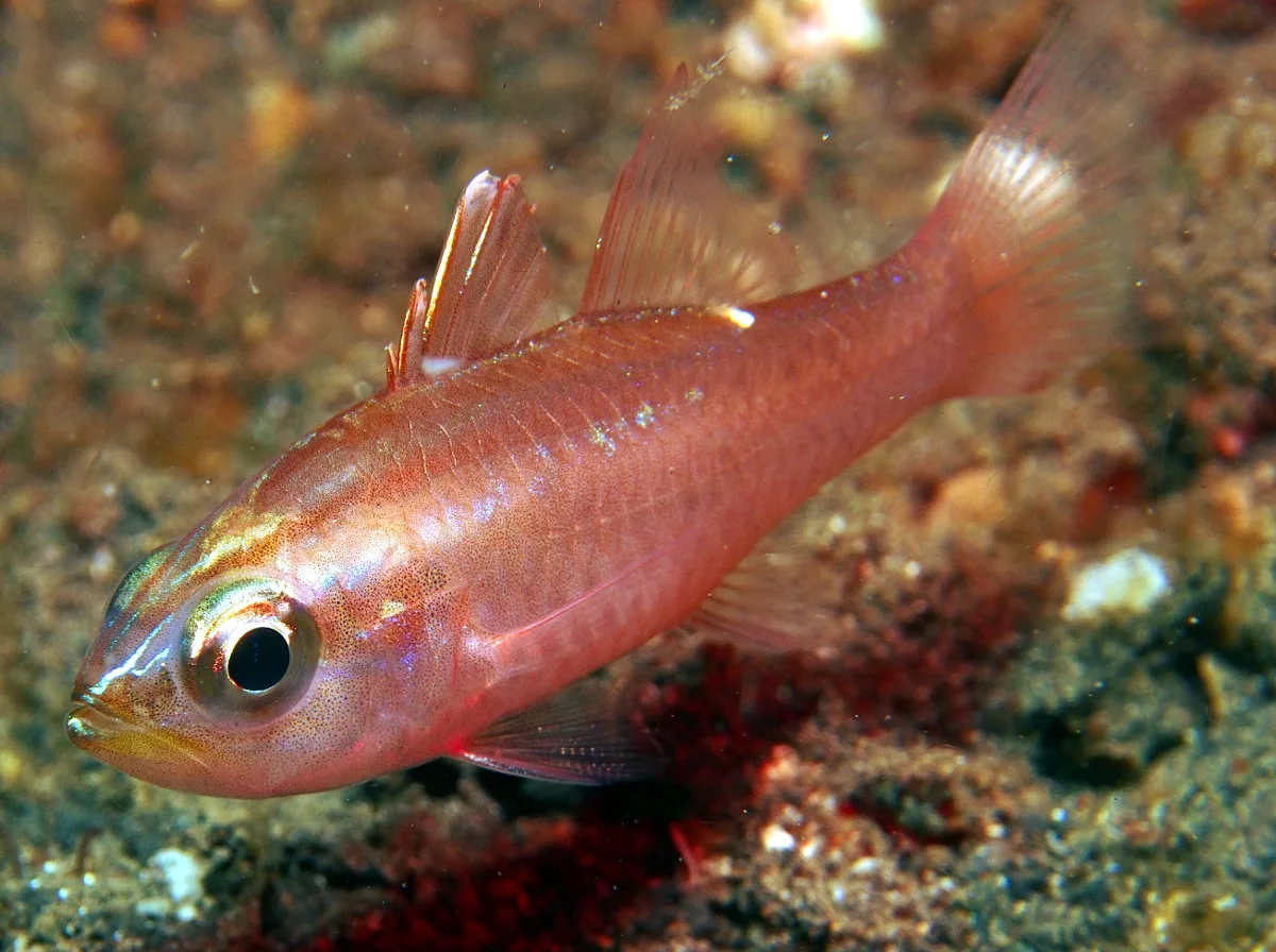 Talbot’s Cardinalfish
