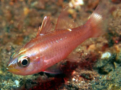 Talbot’s Cardinalfish