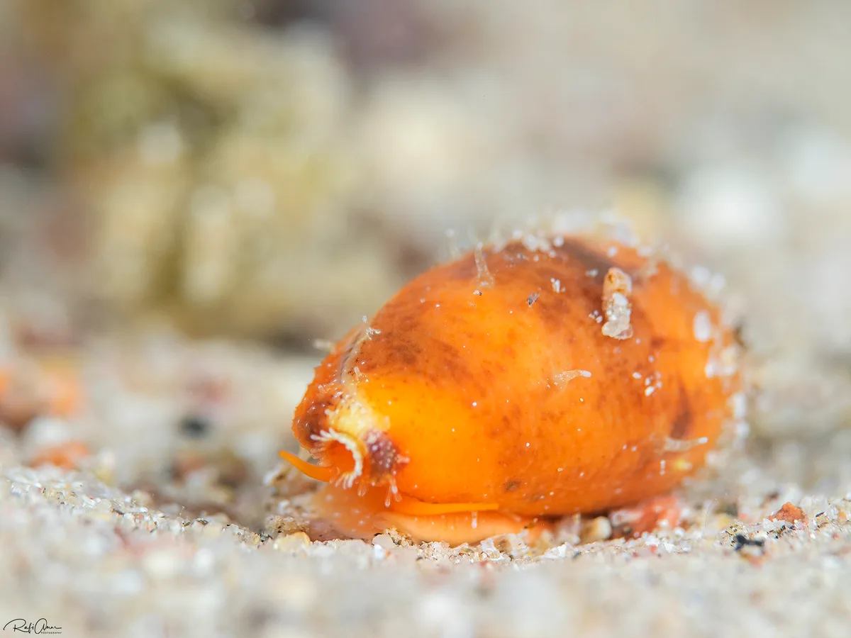 Tapering Cowry - Talostolida teres